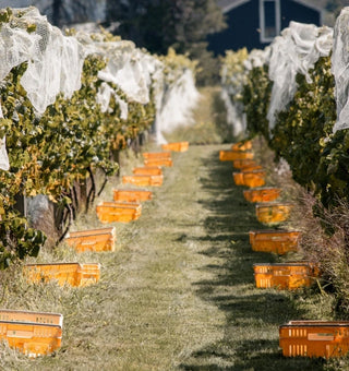 Harvest crates ready for hand-picking at the Havelock North vineyard — Radburnd Cellars' Hawke's Bay site near Te Mata Peak
