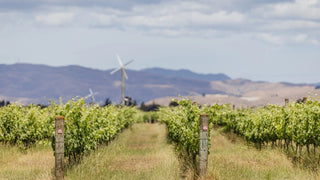 Rows of vines stretching toward the Hawke's Bay hills at one of Radburnd Cellars' carefully selected vineyards.