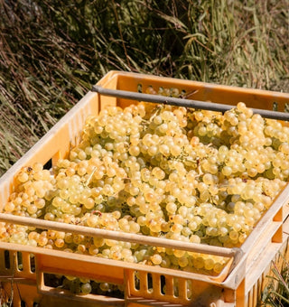 Mendoza Chardonnay grapes from Mangatahi — Radburnd Cellars' cool inland Hawke's Bay vineyard with free-draining shingle soils.