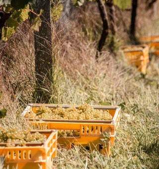 Hand-harvested Chardonnay grapes from Radburnd Cellars' Mangatahi vineyard, Hawke's Bay - ready for hand-sorting.
