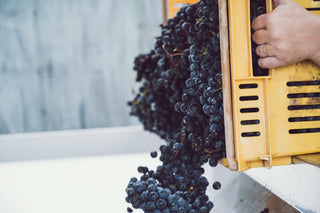 Cabernet Sauvignon grapes from Radburnd Cellars being tipped into a receiver bin for vintage
