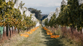 The Radburnd Cellars vineyard, Hawke's Bay — vine rows set with harvest crates ready for picking.