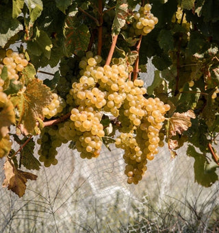 Ripe Chardonnay grapes ready for hand-picking in the small-parcel Radburnd Cellars vineyard, Hawke's Bay