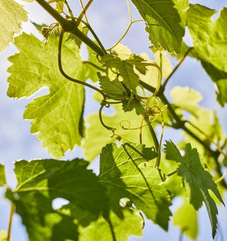 Fresh grapevines at sustainable vineyard Radburnd Cellars vineyard, Hawke's Bay